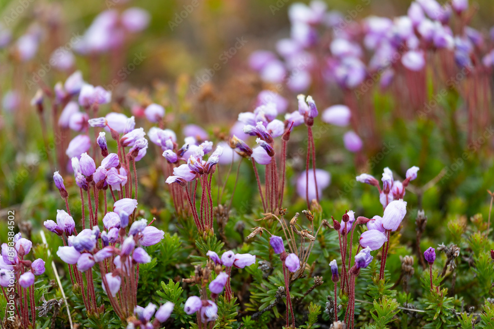 Fototapeta premium Blooming Phyllodoce in the tundra in summer close up