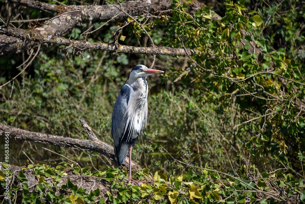 a grey heron on a branch above the water