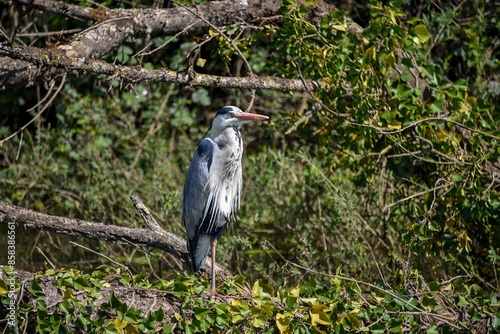 Obraz na płótnie a grey heron on a branch above the water w salonie