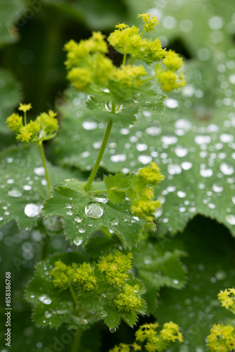 Alchemilla mollis. Lady's Mantle with rain drops in a garden, United Kingdom