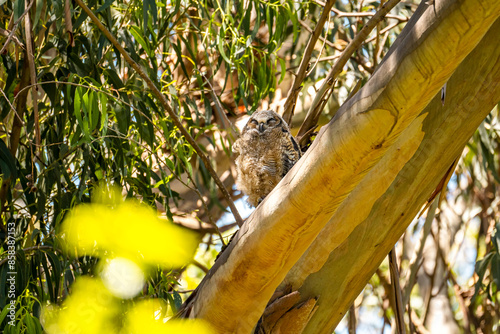 The great horned owlet sitting on a tree. 