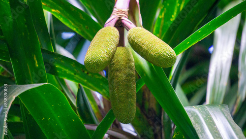 Benstonea kurzii (pandan sili, Srengseng, Pandanus caricosus, Pandanus kurzii). Benstonea kurzii is the name of a plant similar to pandan, which has a limited distribution (endemic) in Java photo