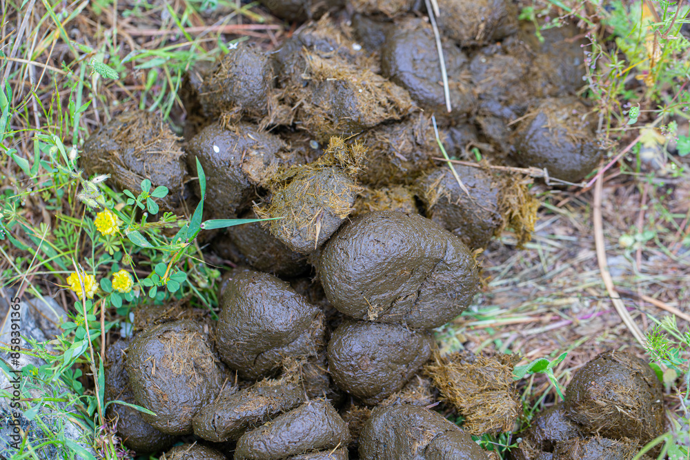 Wild Horse feces on Nif Mountain, Izmir