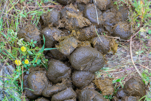Obraz na płótnie Wild Horse feces on Nif Mountain, Izmir w salonie
