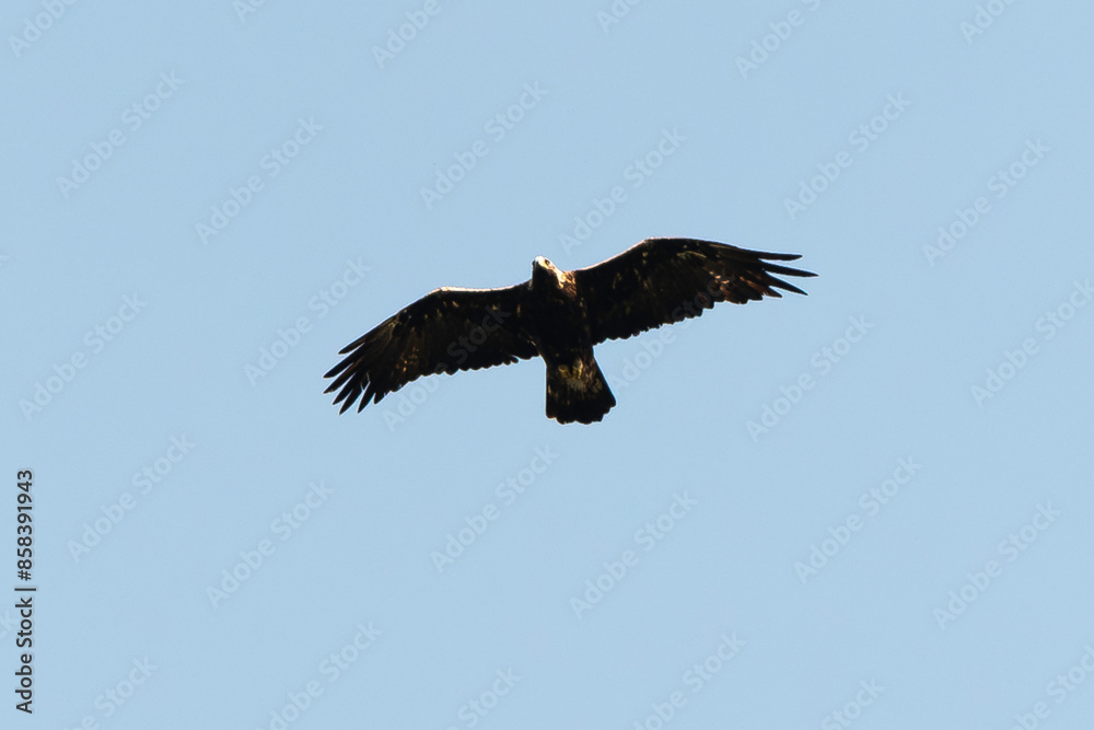 Aigle royal,.Aquila chrysaetos, Golden Eagle
