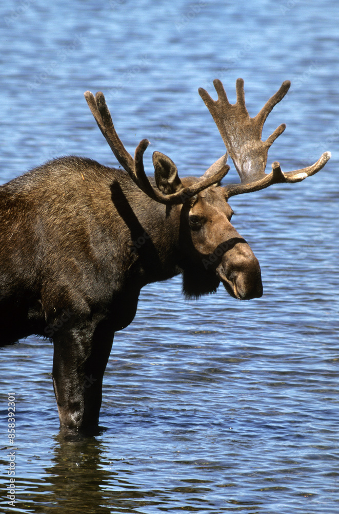 Elan d'Amerique, Orignal, Alces alces, Parc national du Yellowstone,  U.S.A