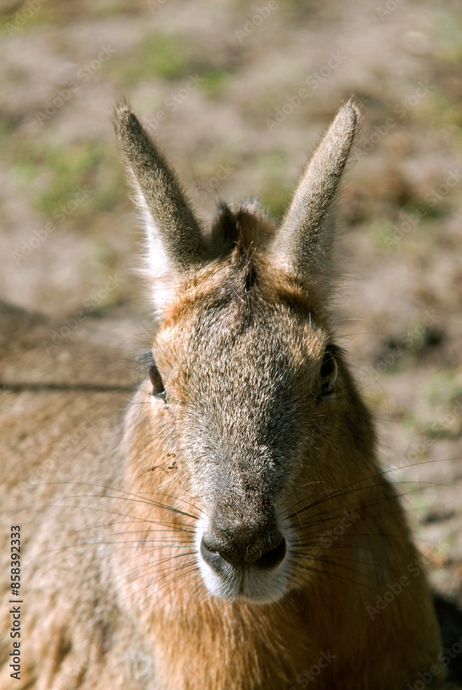 Fototapeta premium Mara, Dolichotis patagonum
