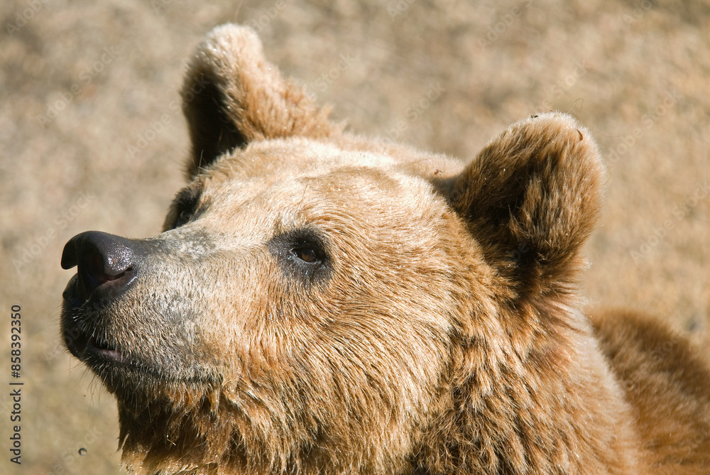 Fototapeta premium Ours brun, Ursus arctos