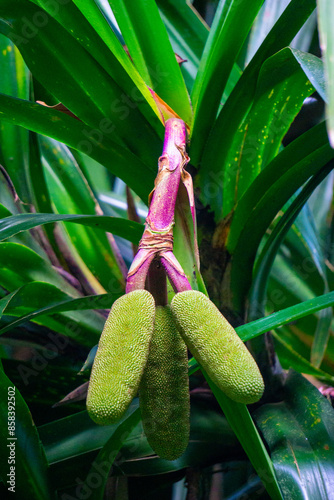Benstonea kurzii (pandan sili, Srengseng, Pandanus caricosus, Pandanus kurzii). Benstonea kurzii is the name of a plant similar to pandan, which has a limited distribution (endemic) in Java photo