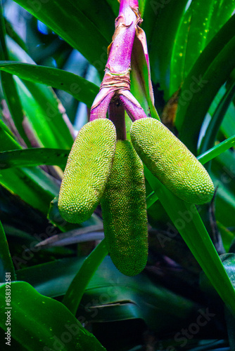 Benstonea kurzii (pandan sili, Srengseng, Pandanus caricosus, Pandanus kurzii). Benstonea kurzii is the name of a plant similar to pandan, which has a limited distribution (endemic) in Java photo