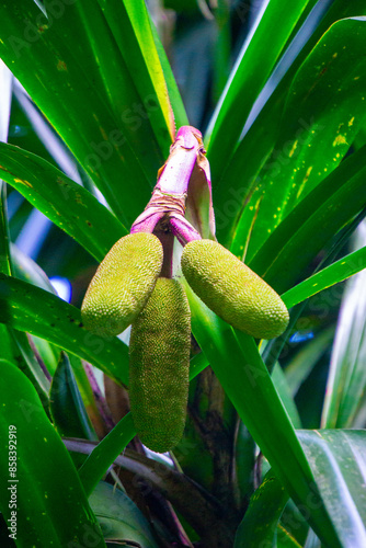 Benstonea kurzii (pandan sili, Srengseng, Pandanus caricosus, Pandanus kurzii). Benstonea kurzii is the name of a plant similar to pandan, which has a limited distribution (endemic) in Java photo