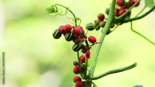 Bryonopsis laciniosa. Bryonies are occasionally grown in gardens and some species find use in herbal medicine photo