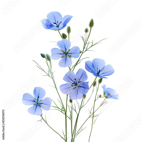 Flax Blue Flowers - Isolated on a transparent  background ( graphic design, graphic resource ,Photo-Realistic, Professional Photo Shoot)