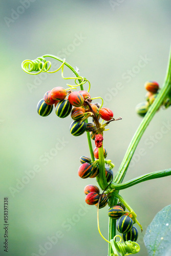 Bryonopsis laciniosa. Bryonies are occasionally grown in gardens and some species find use in herbal medicine photo