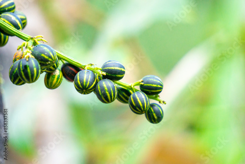 Bryonopsis laciniosa. Bryonies are occasionally grown in gardens and some species find use in herbal medicine photo