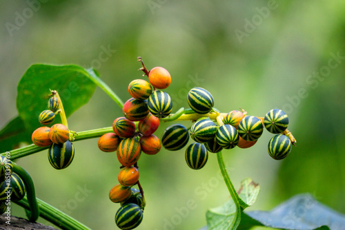 Bryonopsis laciniosa. Bryonies are occasionally grown in gardens and some species find use in herbal medicine photo