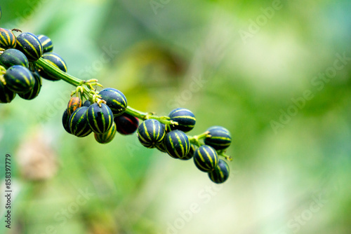 Bryonopsis laciniosa. Bryonies are occasionally grown in gardens and some species find use in herbal medicine photo