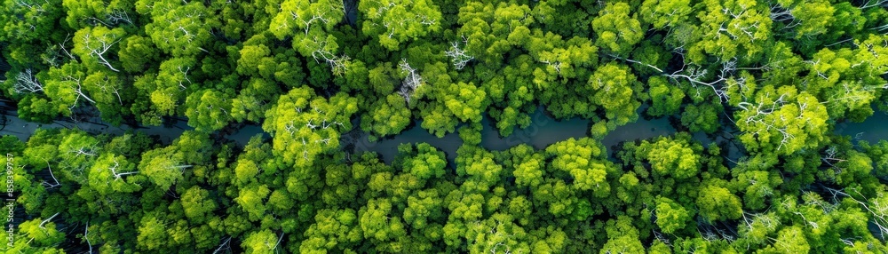 Aerial panorama of lush mangrove forest, top-down perspective. Aerial panorama of lush mangrove forest, top-down perspective.