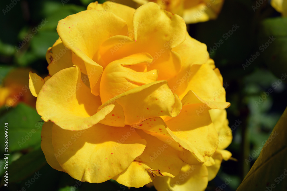 Landscaping, bright and festive flowers blooming and growing in the sun. Large, bright, yellow rose buds growing on the land. Landscaping, bright and festive flowers blooming and growing in the sun. Large, bright, yellow rose buds growing on the land.