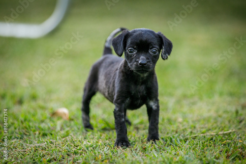 Small dog on a green lawn looking at the camera