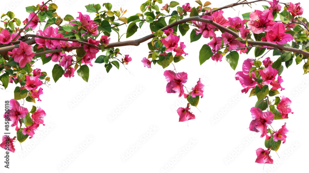 Fototapeta premium Illustration of Bougainvillea Creeper Border - Isolated on transparent Background, PNG file, graphic resources, graphic design