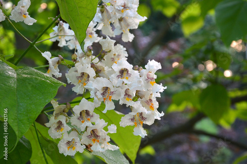  Northern Catalpa tree (Catalpa speciosa) or Cigar Tree blossom closeup  flowers and leaves. Landscaping, growing trees concept. photo