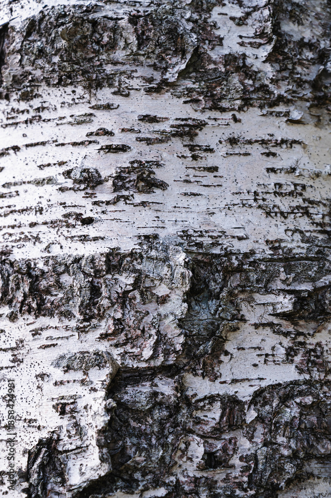 Obraz premium 白樺の幹