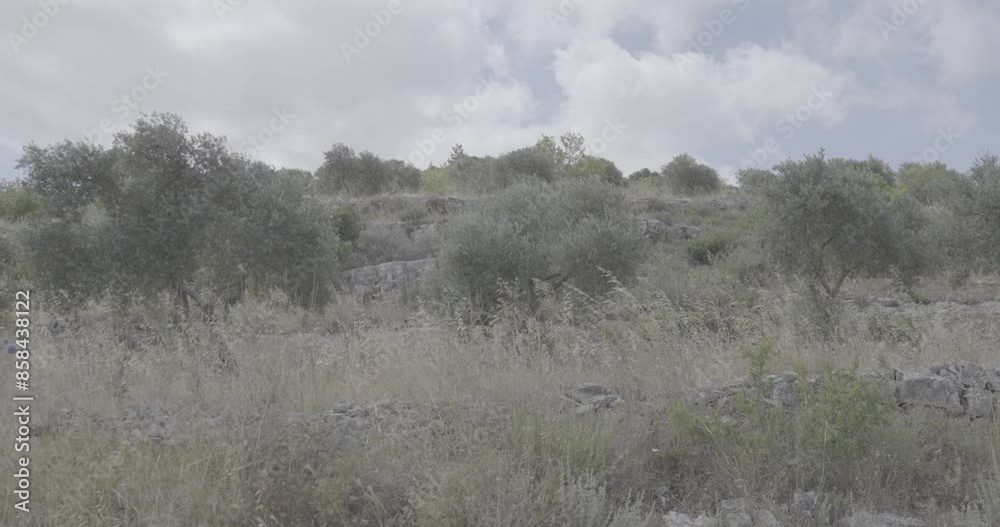 Stone Fences in the Field with Dry and Yellowish Grass Stone Fences in the Field with Dry and Yellowish Grass