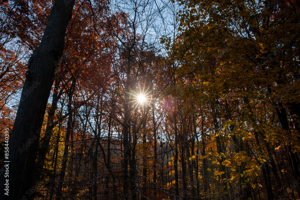 Autumn leaves along the Humber River Trails in Toronto, Ontario. Autumn leaves along the Humber River Trails in Toronto, Ontario.