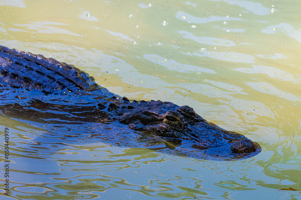 Naklejka premium portrait crocodile in the water