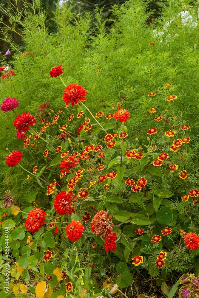 Himalayan Marigold and Mexican Zinnias blooming at the Oregon garden in Silverton Oregon Himalayan Marigold and Mexican Zinnias blooming at the Oregon garden in Silverton Oregon
