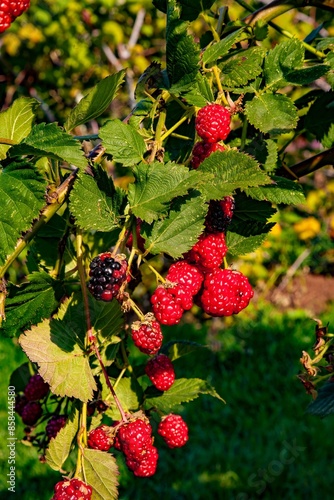 A closeup photo of raspberries on the vine at the Oregon Garden, Silverton Oregon