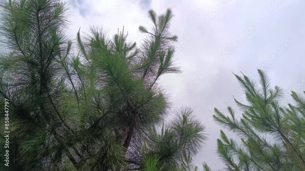 Pine trees blowing in the wind against a clear sky background Pine trees blowing in the wind against a clear sky background