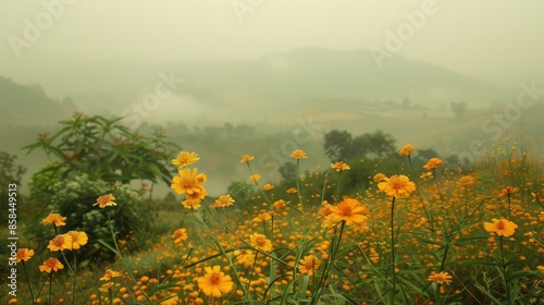 Cochlospermum regium blooms yellow amidst Thailand s summer smog © TheWaterMeloonProjec