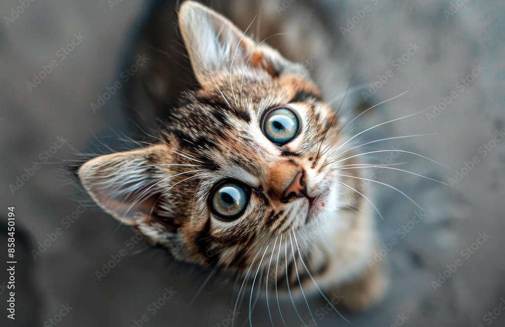 Close Up Of Tabby Kitten Looking Up With Curious Expression Close Up Of Tabby Kitten Looking Up With Curious Expression