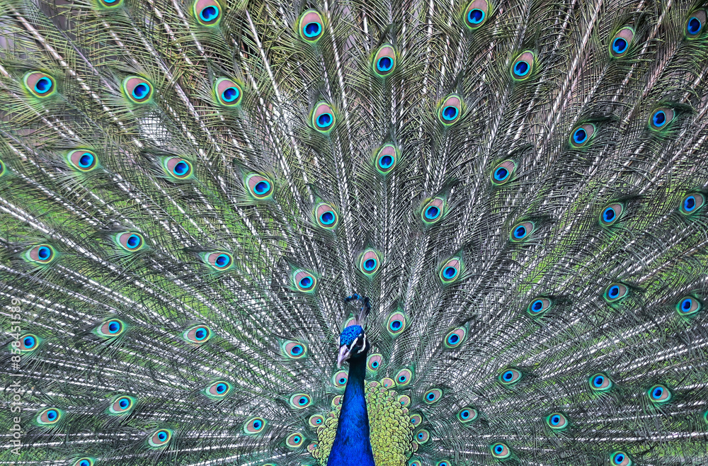 Obraz premium Peacock bird Park 