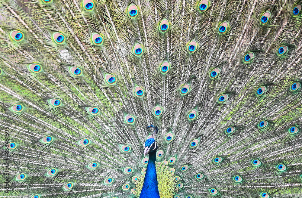Fototapeta premium peacock with feathers