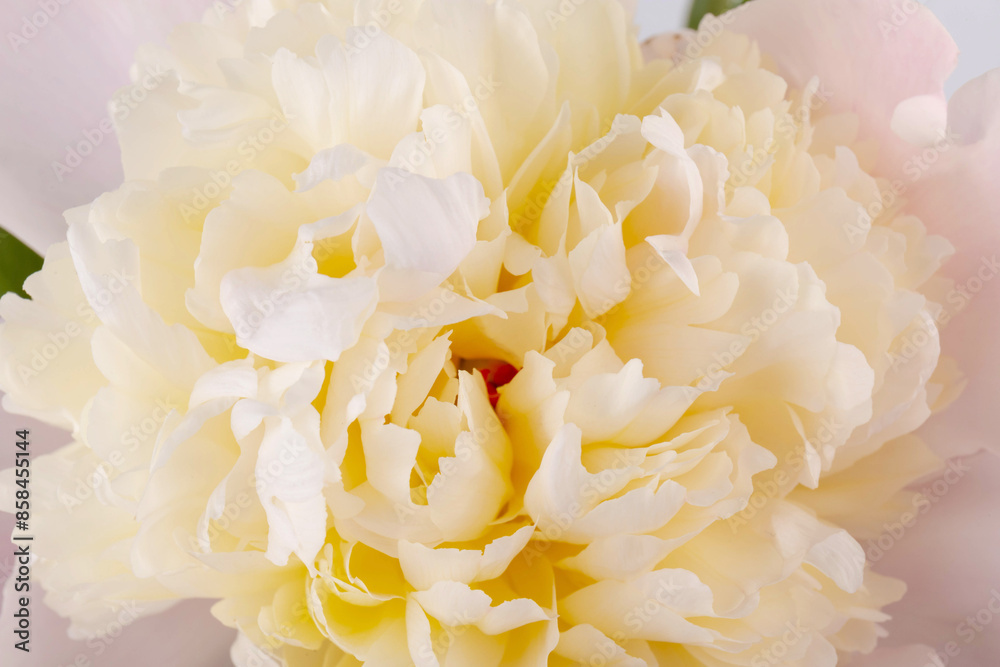 Peonies flowers. Floral beautifull background. Closeup. Nature. Peonies flowers. Floral beautifull background. Closeup. Nature.
