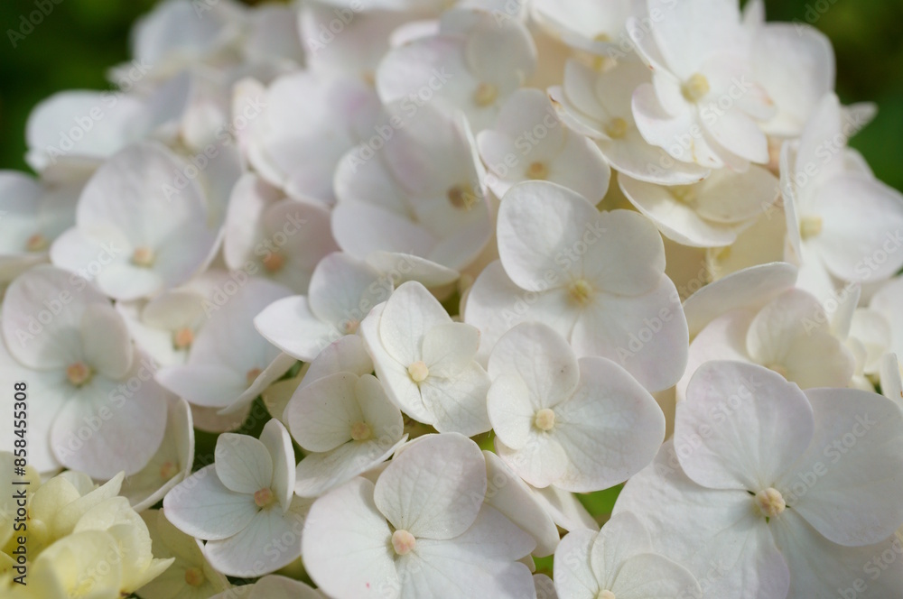 The blooming hydrangea is large-leaved. Parks and nature. The blooming hydrangea is large-leaved. Parks and nature.