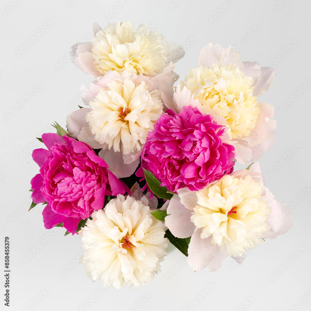 Floral spring background. Pink peonies and petals. Close-up. Soft focus. Nature Floral spring background. Pink peonies and petals. Close-up. Soft focus. Nature