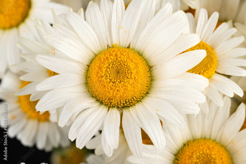 Chamomile or daisies isolated on black background. Chamomile or daisies isolated on black background.