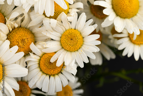 Bild auf Leinwand Chamomile or daisies isolated on black background.