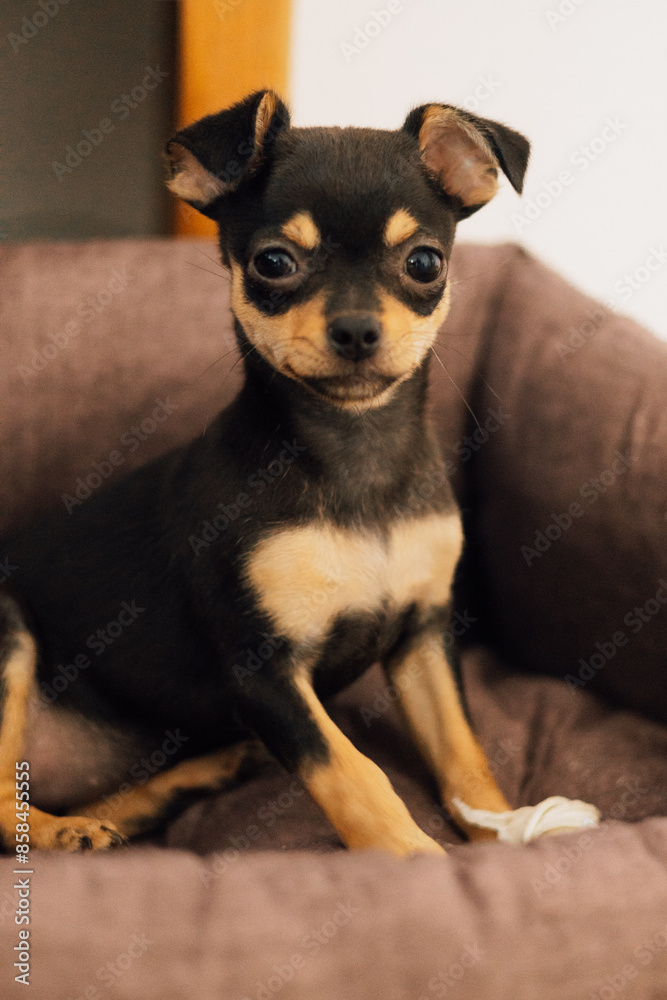 A chihuahua puppy sits gnawing on a bone in his box. A chihuahua puppy sits gnawing on a bone in his box.