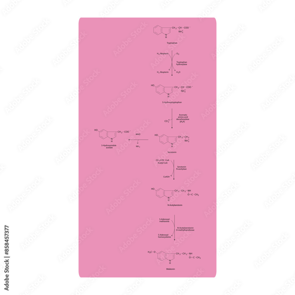 Diagram showing biosynthesis of Melatonin from Tryptophan via enzymatic ...