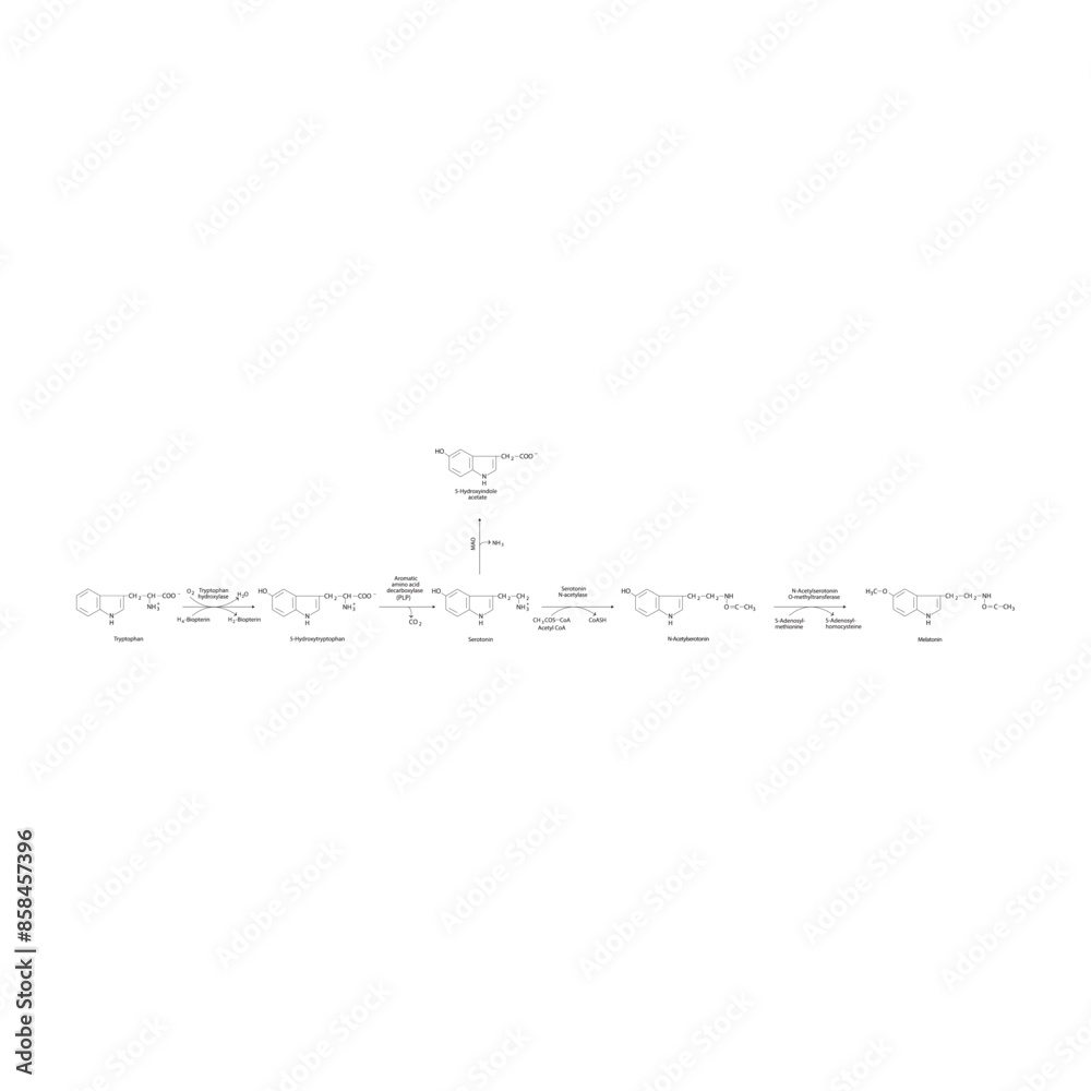Photo Diagram showing biosynthesis of Melatonin from Tryptophan via ...