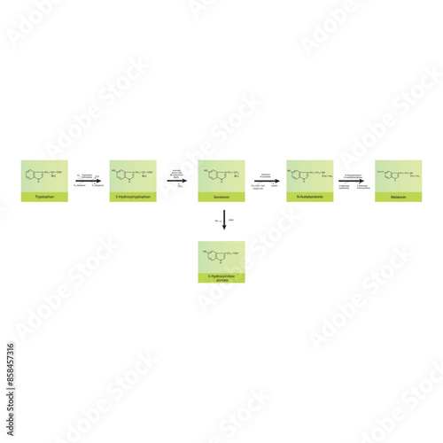 Diagram showing biosynthesis of Melatonin from Tryptophan via enzymatic reactions - schematic molecular strcuture chemical illustration.