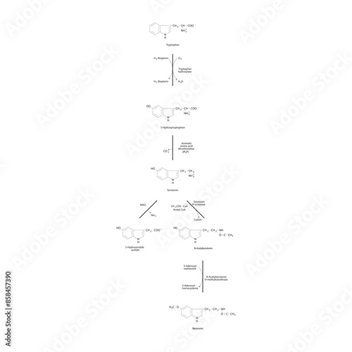 Diagram showing biosynthesis of Melatonin from Tryptophan via enzymatic reactions - schematic molecular strcuture chemical illustration.