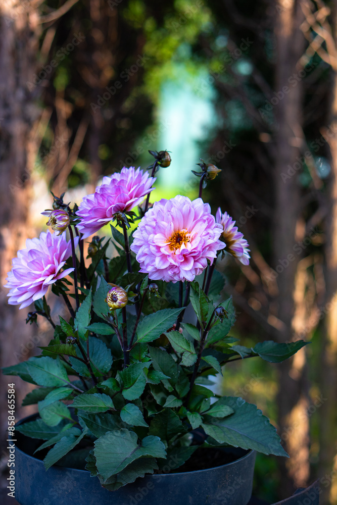 Obraz premium dalia georginia