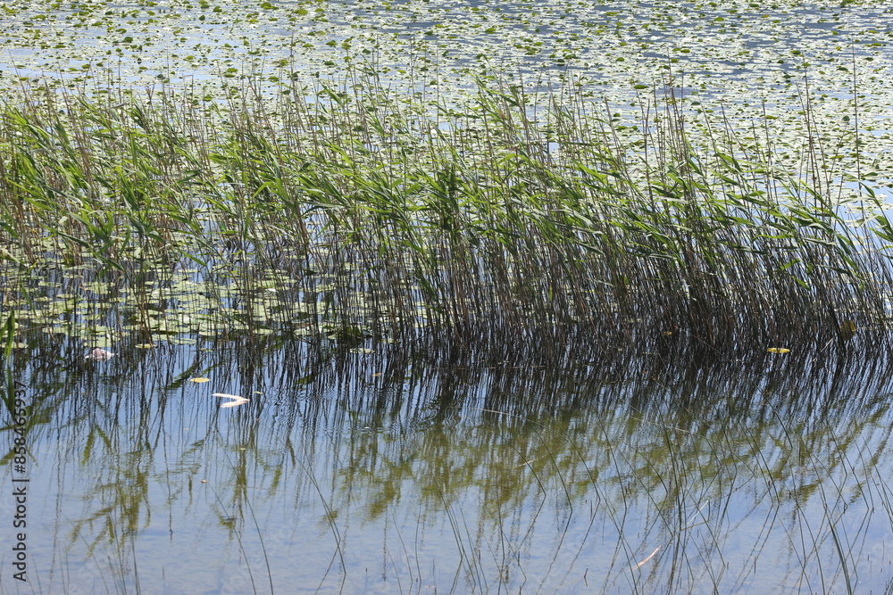 Fototapeta premium water lily in the lake