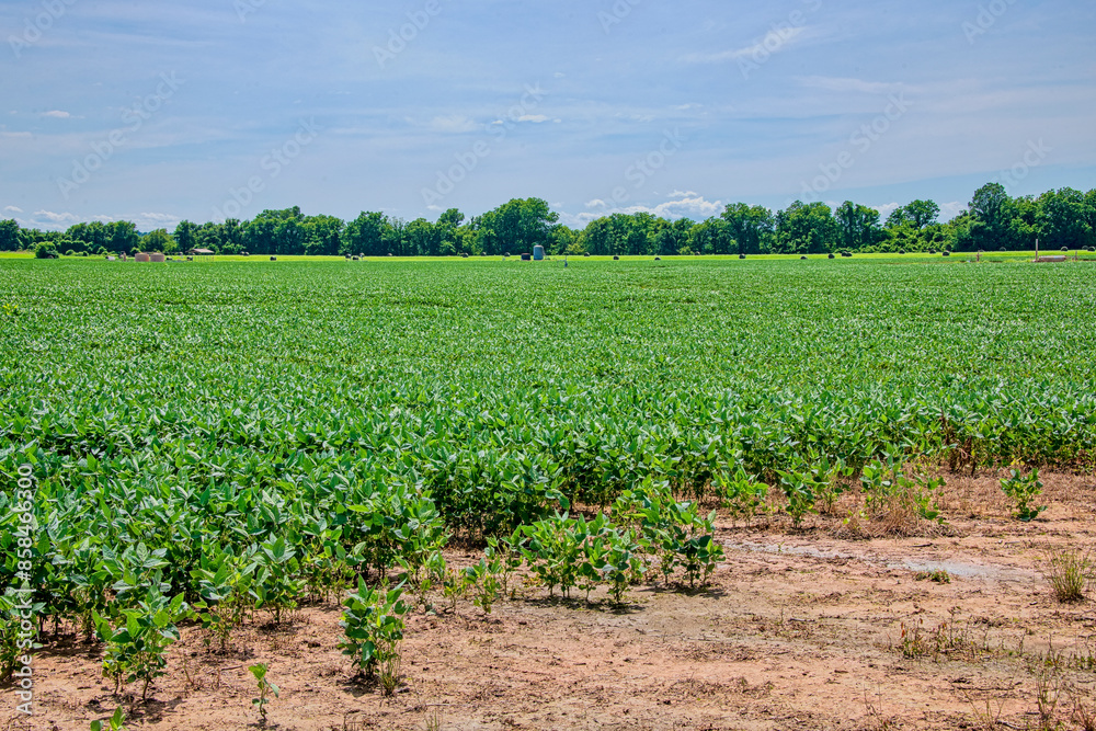 Soybean Field in Northwest Louisiana